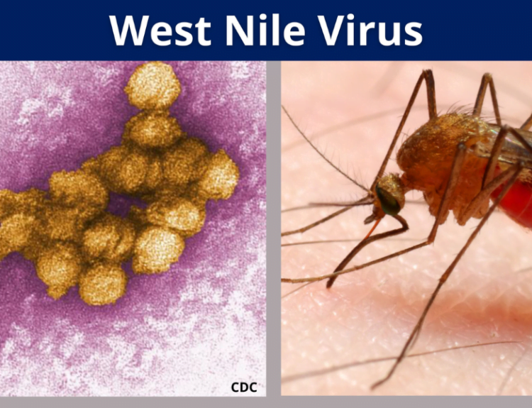 West Nile Virus | Norovirus